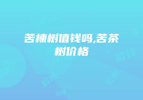 苦楝树值钱吗,苦茶树价格