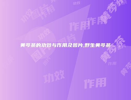 黄芩茶的功效与作用及图片,野生黄芩茶