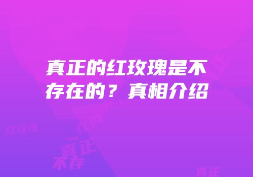 真正的红玫瑰是不存在的？真相介绍