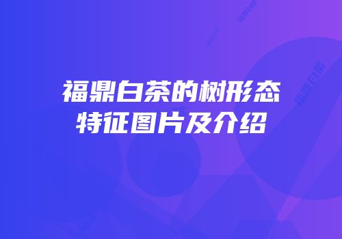 福鼎白茶的树形态特征图片及介绍