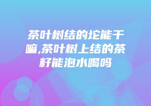 茶叶树结的坨能干嘛,茶叶树上结的茶籽能泡水喝吗