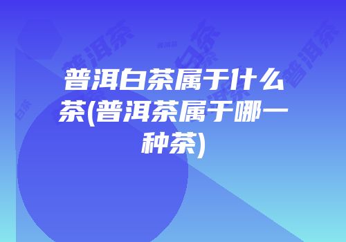 普洱白茶属于什么茶(普洱茶属于哪一种茶)