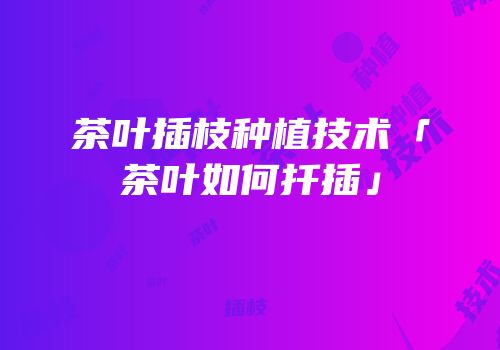 茶叶插枝种植技术「茶叶如何扦插」