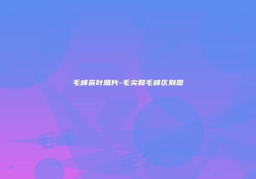 毛峰茶叶照片-毛尖和毛峰区别图