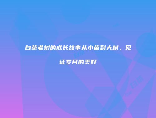 白茶老树的成长故事从小苗到大树，见证岁月的美好