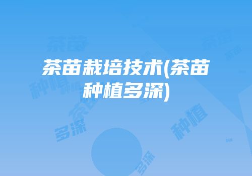 茶苗栽培技术(茶苗种植多深)