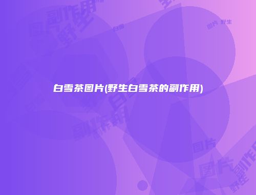 白雪茶图片(野生白雪茶的副作用)