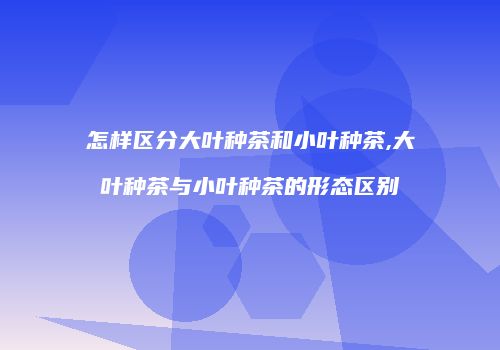 怎样区分大叶种茶和小叶种茶,大叶种茶与小叶种茶的形态区别