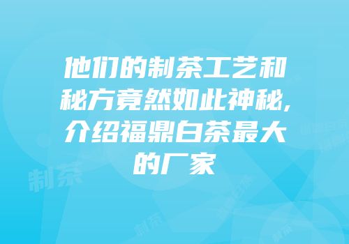 他们的制茶工艺和秘方竟然如此神秘,介绍福鼎白茶最大的厂家