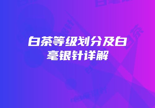 白茶等级划分及白毫银针详解