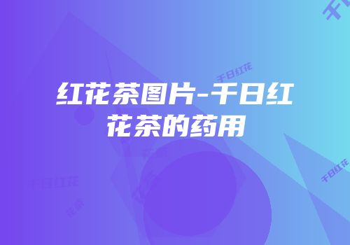 红花茶图片-千日红花茶的药用