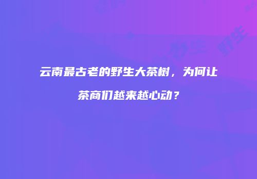 云南最古老的野生大茶树，为何让茶商们越来越心动？