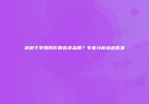 茶树干旱如何影响春茶品质？专家分析给出答案