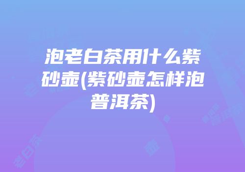 泡老白茶用什么紫砂壶(紫砂壶怎样泡普洱茶)