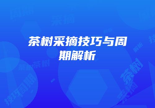 茶树采摘技巧与周期解析