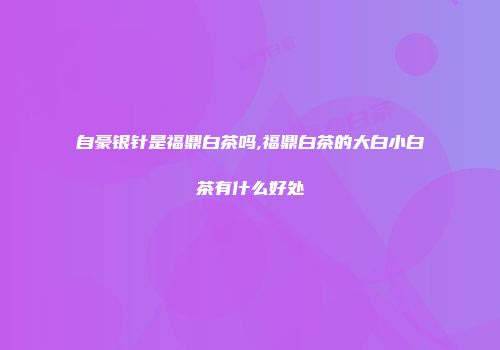 自豪银针是福鼎白茶吗,福鼎白茶的大白小白茶有什么好处