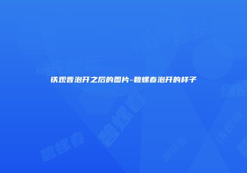 铁观音泡开之后的图片-碧螺春泡开的样子