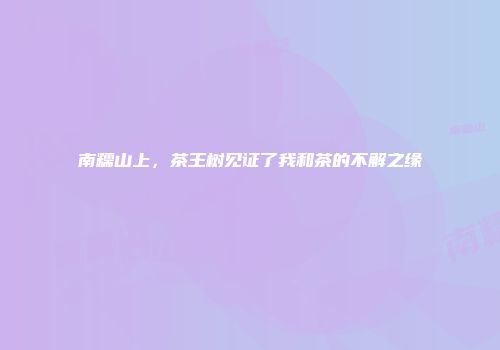 南糯山上，茶王树见证了我和茶的不解之缘