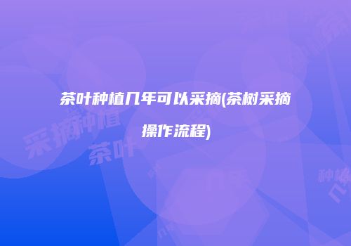 茶叶种植几年可以采摘(茶树采摘操作流程)