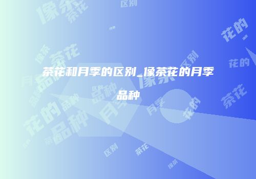 茶花和月季的区别_像茶花的月季品种