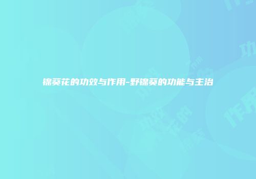 锦葵花的功效与作用-野锦葵的功能与主治