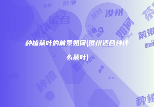 种植茶叶的前景如何(汝州适合种什么茶叶)