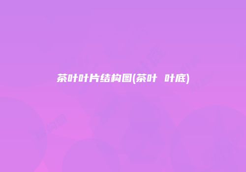 茶叶叶片结构图(茶叶 叶底)