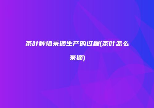 茶叶种植采摘生产的过程(茶叶怎么采摘)