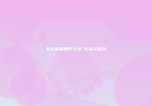 毛尖茶树图片大全,毛尖儿图片