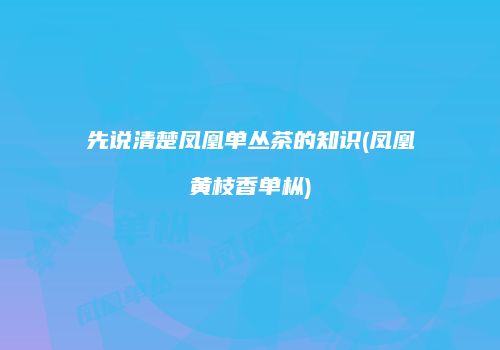 先说清楚凤凰单丛茶的知识(凤凰黄枝香单枞)