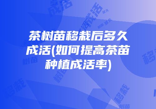 茶树苗移栽后多久成活(如何提高茶苗种植成活率)