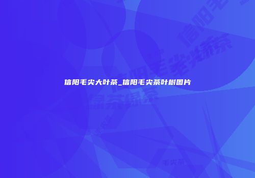 信阳毛尖大叶茶_信阳毛尖茶叶树图片
