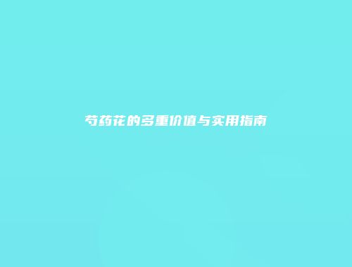 芍药花的多重价值与实用指南