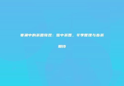 寒潮中的茶园奇观：雪中茶香，冬季管理与春茶期待