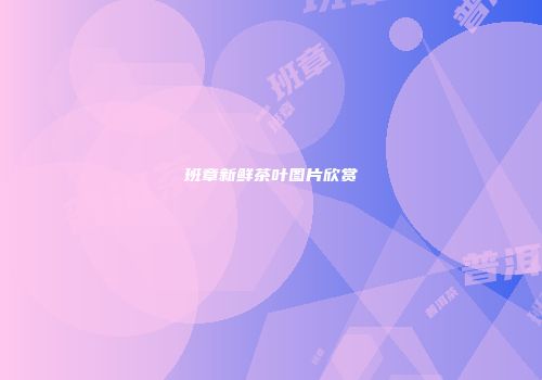 班章新鲜茶叶图片欣赏