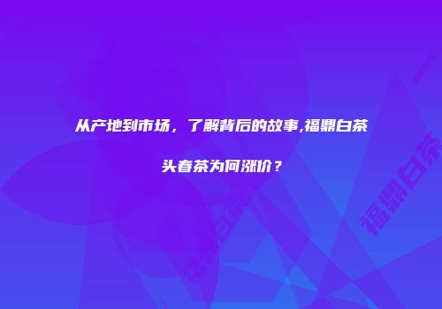 从产地到市场，了解背后的故事,福鼎白茶头春茶为何涨价？