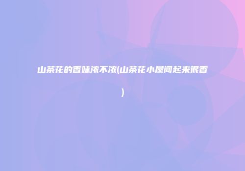 山茶花的香味浓不浓(山茶花小屋闻起来很香)
