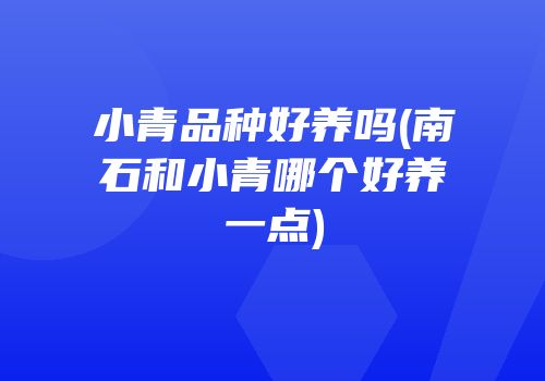 小青品种好养吗(南石和小青哪个好养一点)
