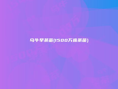 乌牛早茶苗(1500万株茶苗)