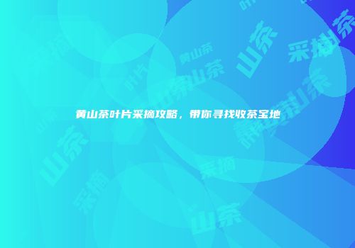 黄山茶叶片采摘攻略，带你寻找收茶宝地