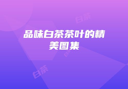 品味白茶茶叶的精美图集