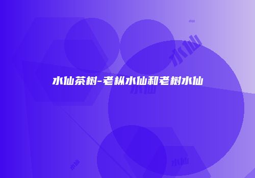 水仙茶树-老枞水仙和老树水仙