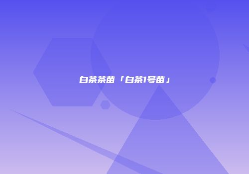 白茶茶苗「白茶1号苗」