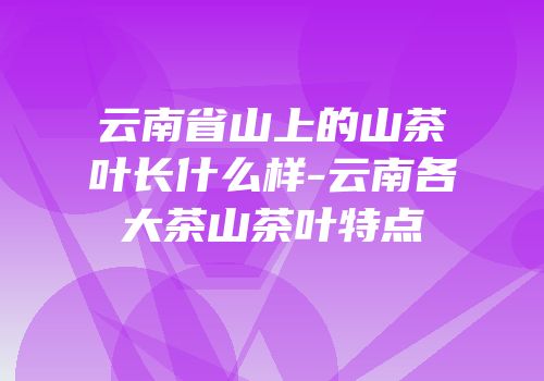 云南省山上的山茶叶长什么样-云南各大茶山茶叶特点