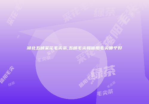 湖北五峰采花毛尖茶,五峰毛尖和信阳毛尖哪个好