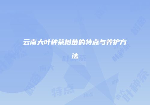 云南大叶种茶树苗的特点与养护方法