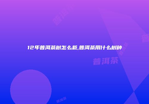 12年普洱茶树怎么栽,普洱茶用什么树种