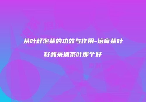 茶叶籽泡茶的功效与作用-培育茶叶籽和采摘茶叶那个好