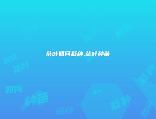 茶叶如何栽种,茶叶种苗