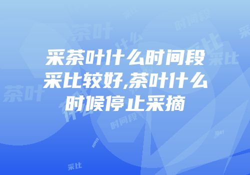 采茶叶什么时间段采比较好,茶叶什么时候停止采摘